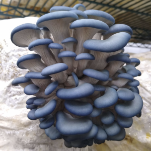 Pathfinder Oyster Mushroom